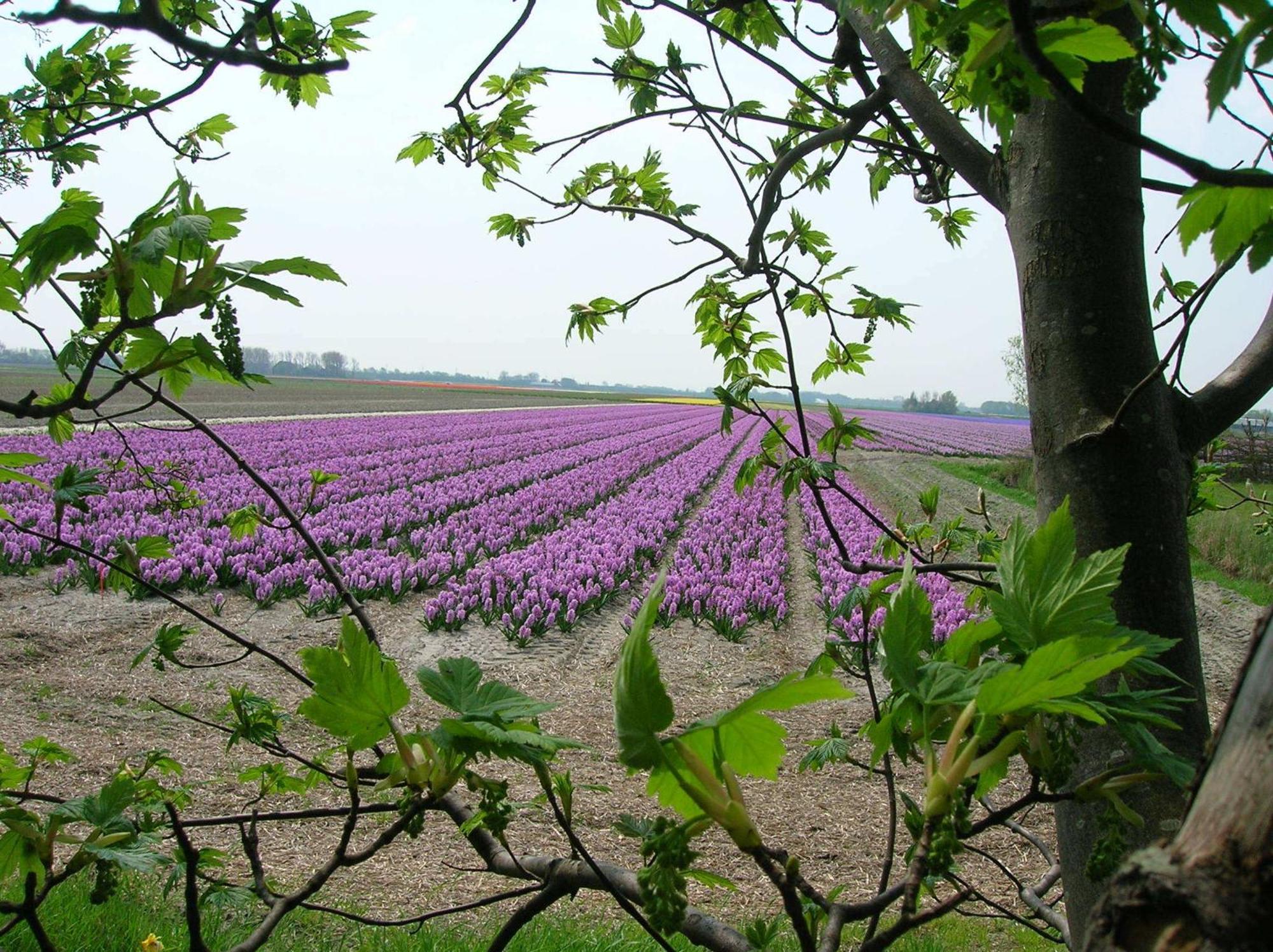Appels En Peren Bed And Breakfast Breezand Экстерьер фото
