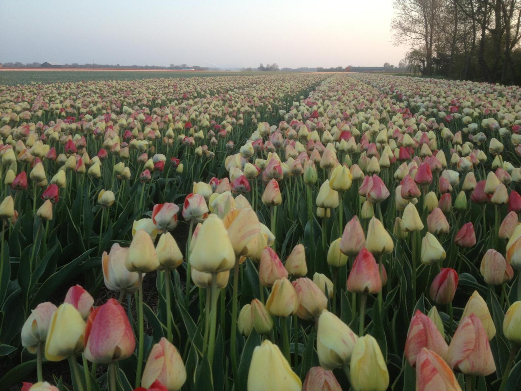 Appels En Peren Bed And Breakfast Breezand Экстерьер фото